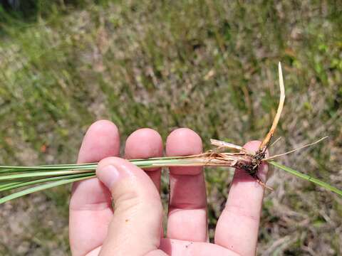 Imagem de Fimbristylis caroliniana (Lam.) Fernald