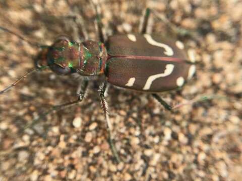 Image of Cicindela (Cicindela) depressula eureka Fall 1901