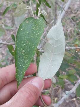 Image of Rough-leaved croton