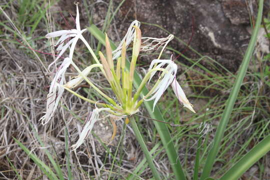 Image of Crinum arenarium Herb.