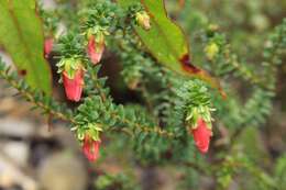 Image de Darwinia squarrosa (Turcz.) Domin