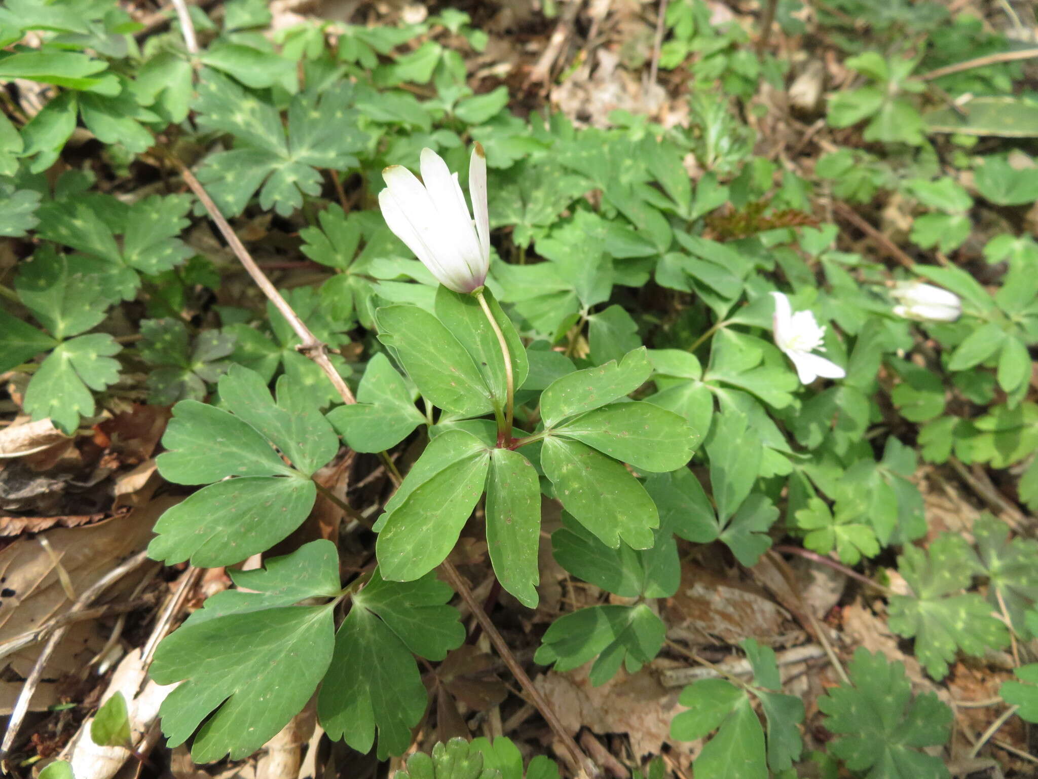 Image of Anemone raddeana Regel