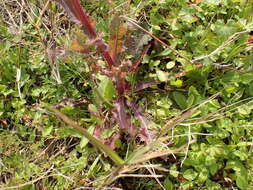 Слика од Sonchus asper (L.) Hill