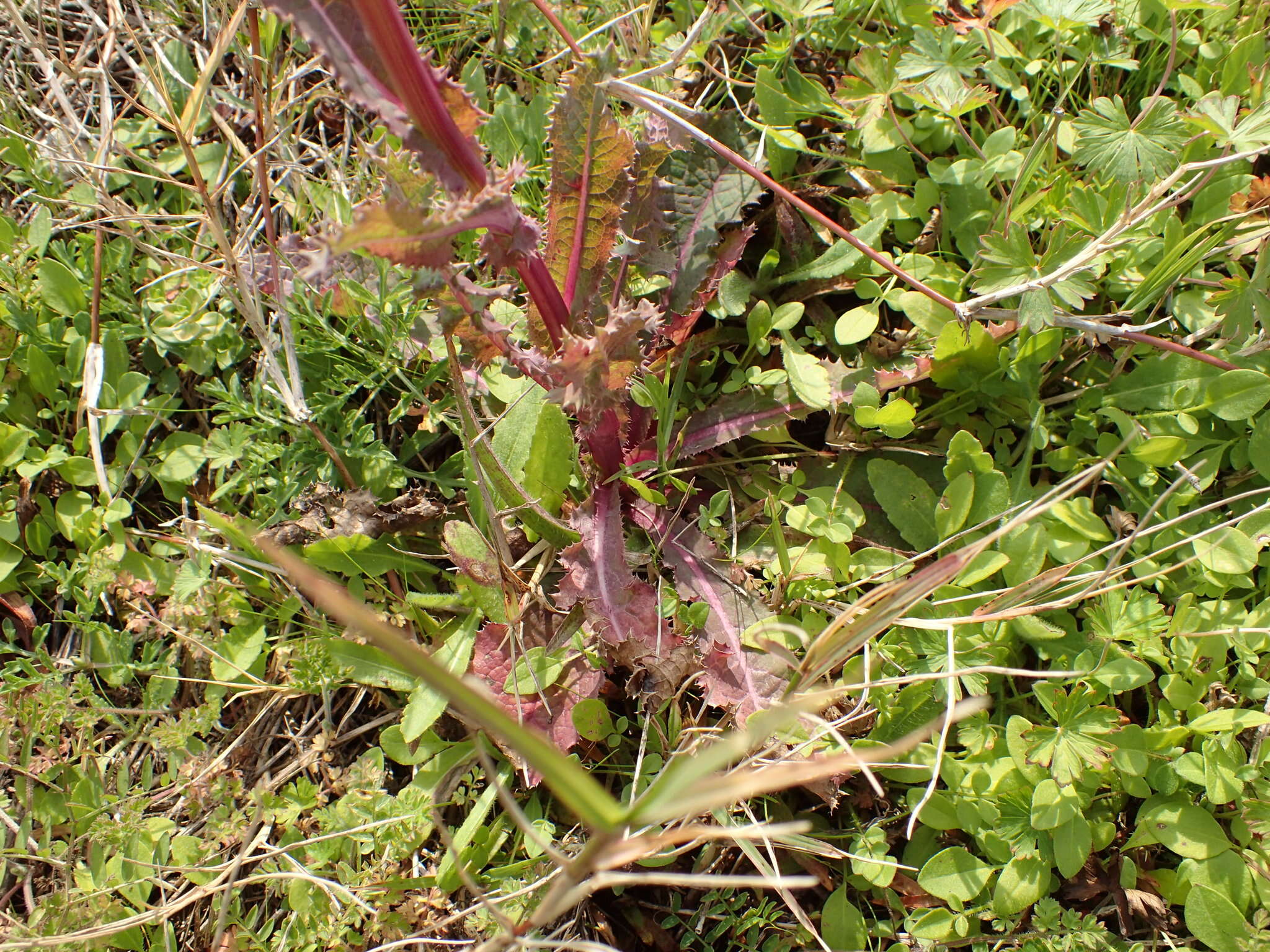 Слика од Sonchus asper (L.) Hill