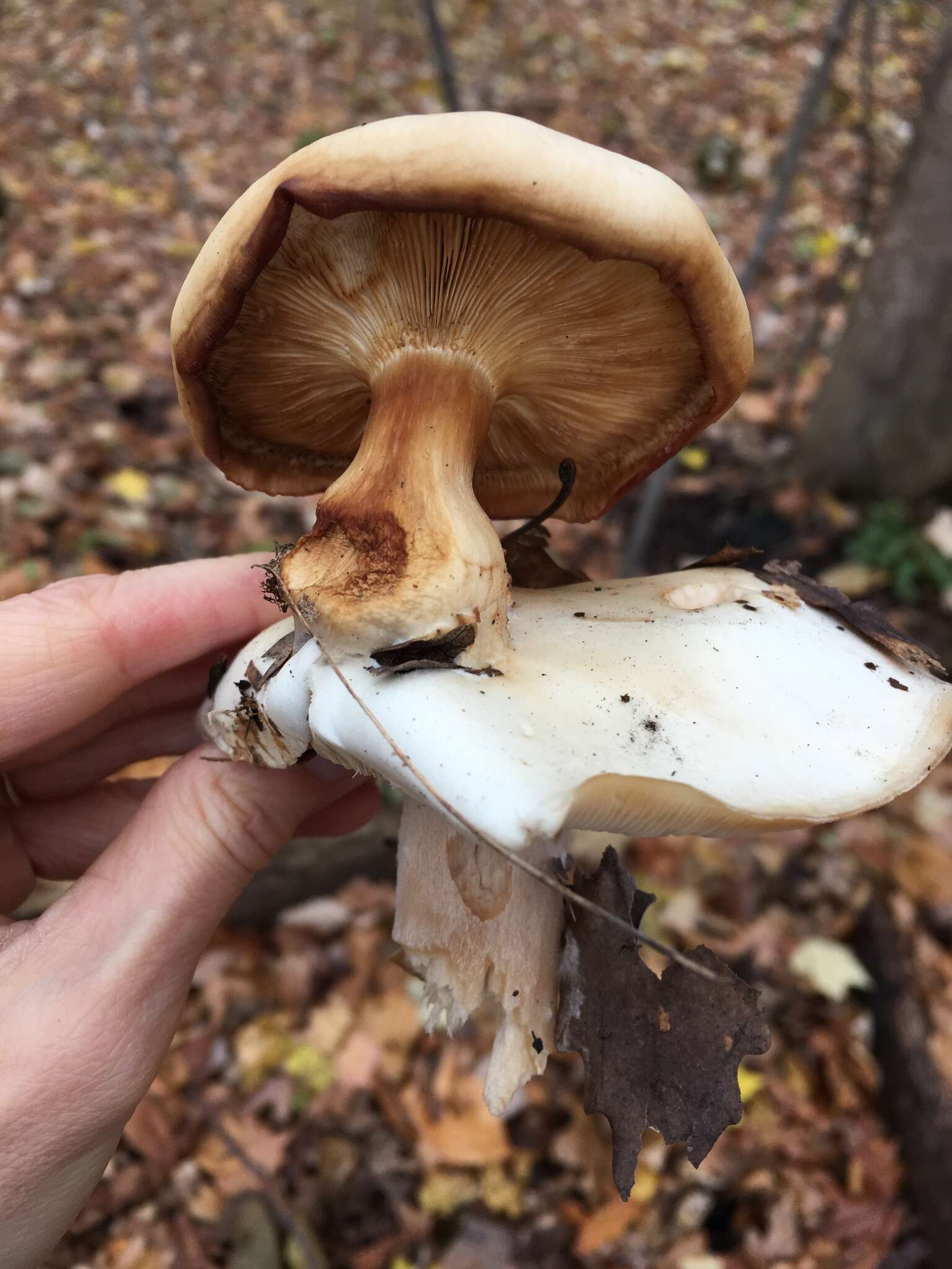 Plancia ëd Clitocybe robusta Peck 1897