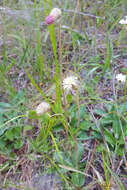 Chaptalia tomentosa Vent.的圖片