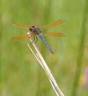 Image de Libellula jesseana Williamson 1922