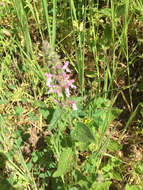 Stachys bullata Benth. resmi