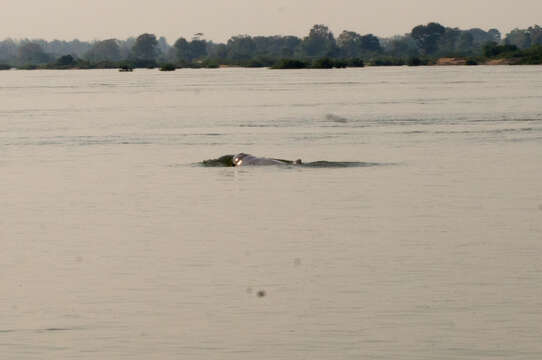 Image of Snubfin Dolphins