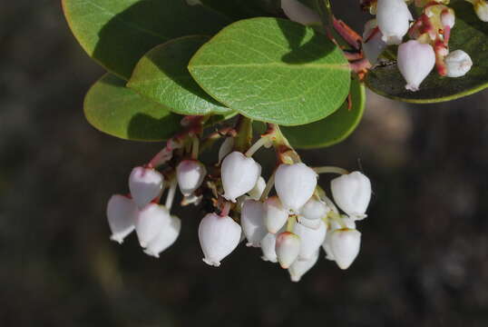 Image of Konocti manzanita