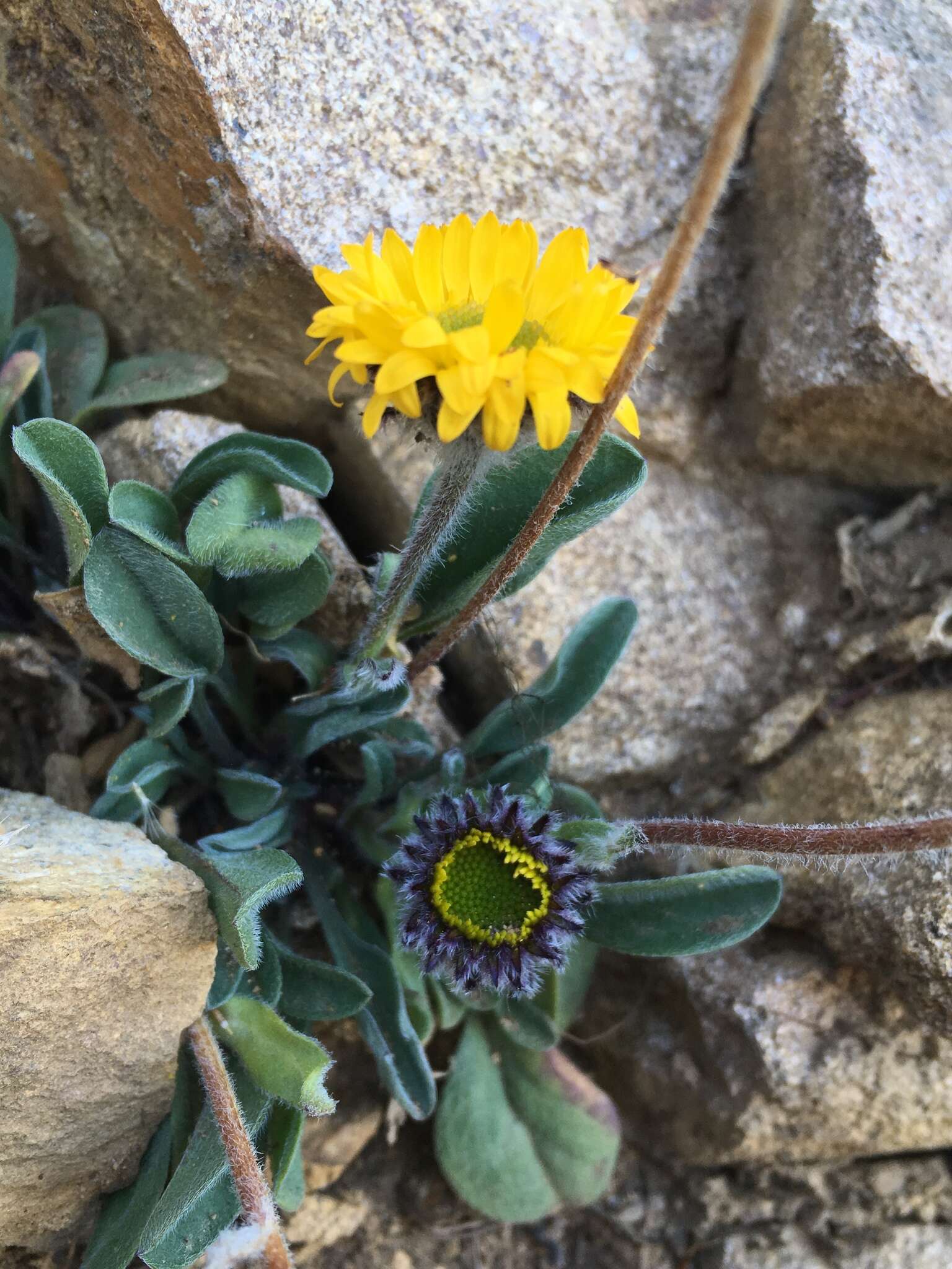 Image of alpine yellow fleabane