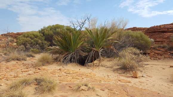 Image of Macrozamia macdonnellii (F. Muell. ex Miq.) A. DC.