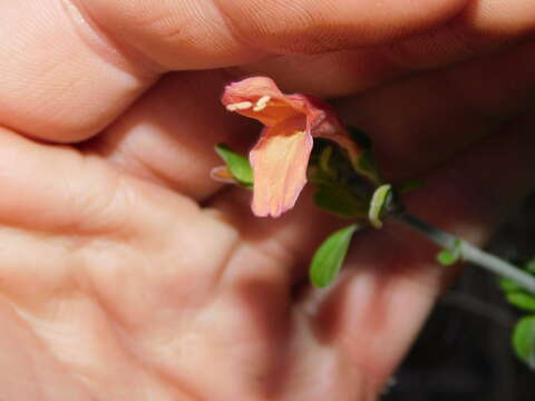 Image of Dicliptera scutellata Griseb.