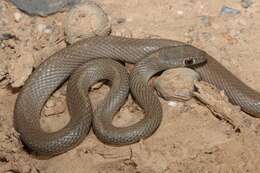 Image of Braid Snake