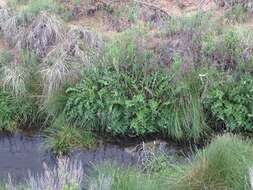 Image of Wright's thistle