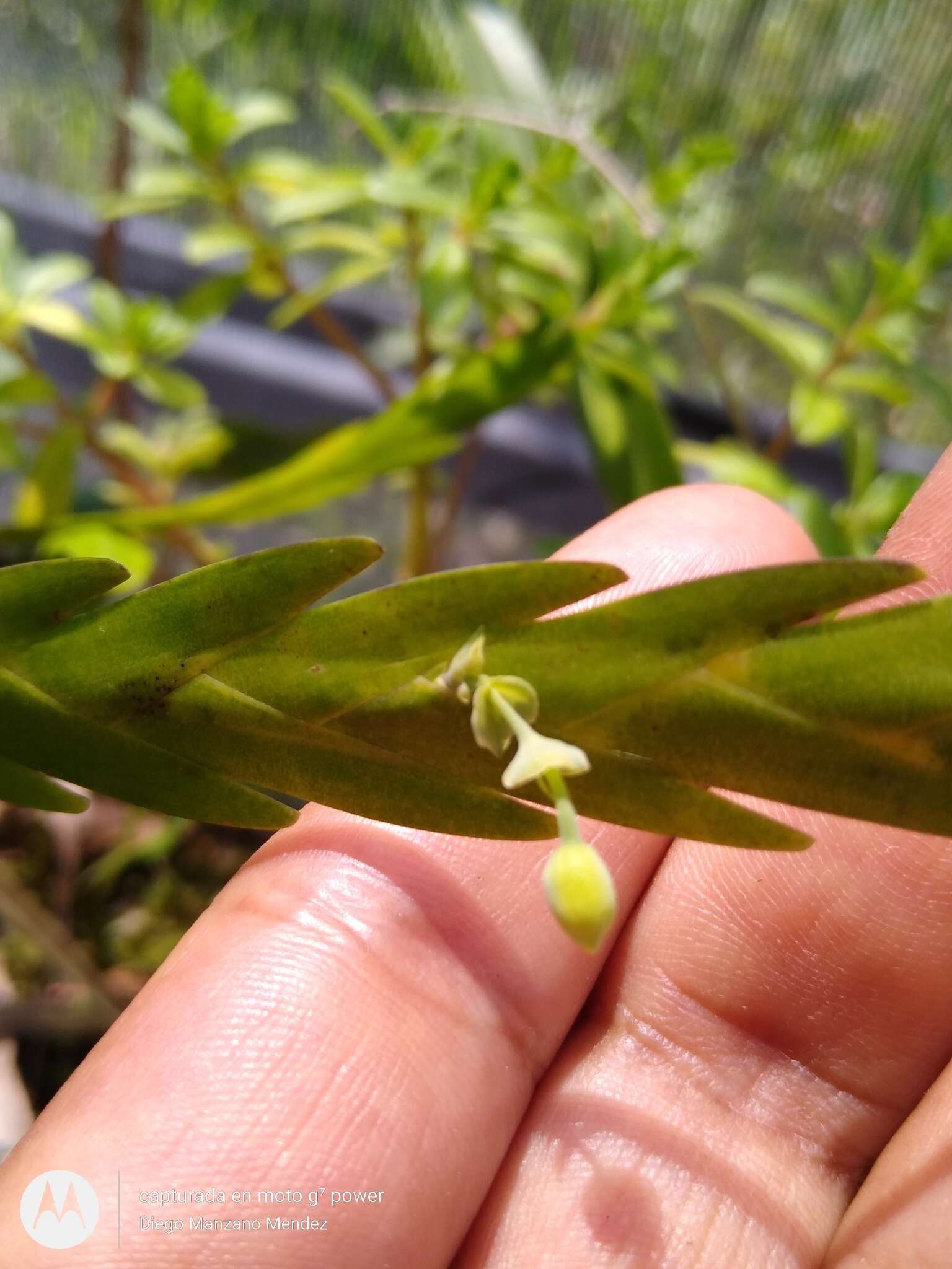 Image of Lockhartia oerstedii Rchb. fil.