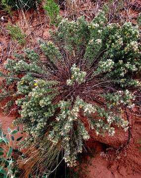 Image of <i>Heterotheca angustifolia</i> (Nutt.) Shinners