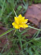 Image of Yellow sedge