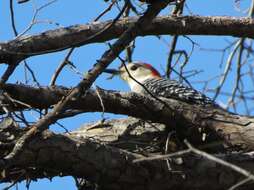 Image of Red-bellied Woodpecker