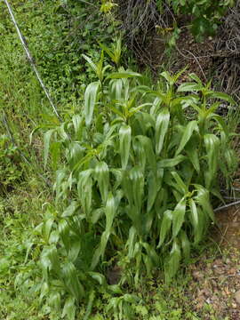 Image of California sunflower