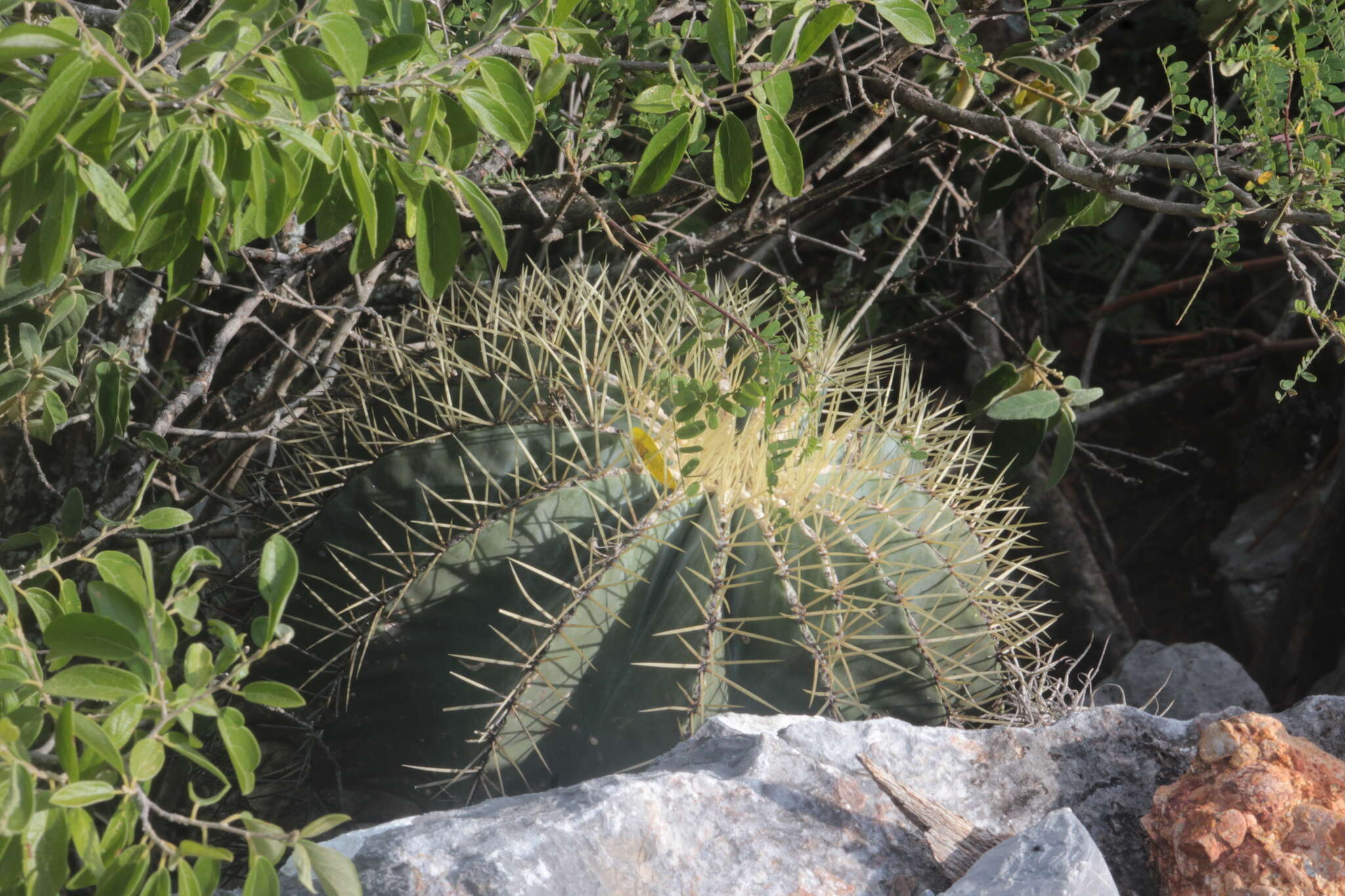 Ferocactus glaucescens (DC.) Britton & Rose resmi