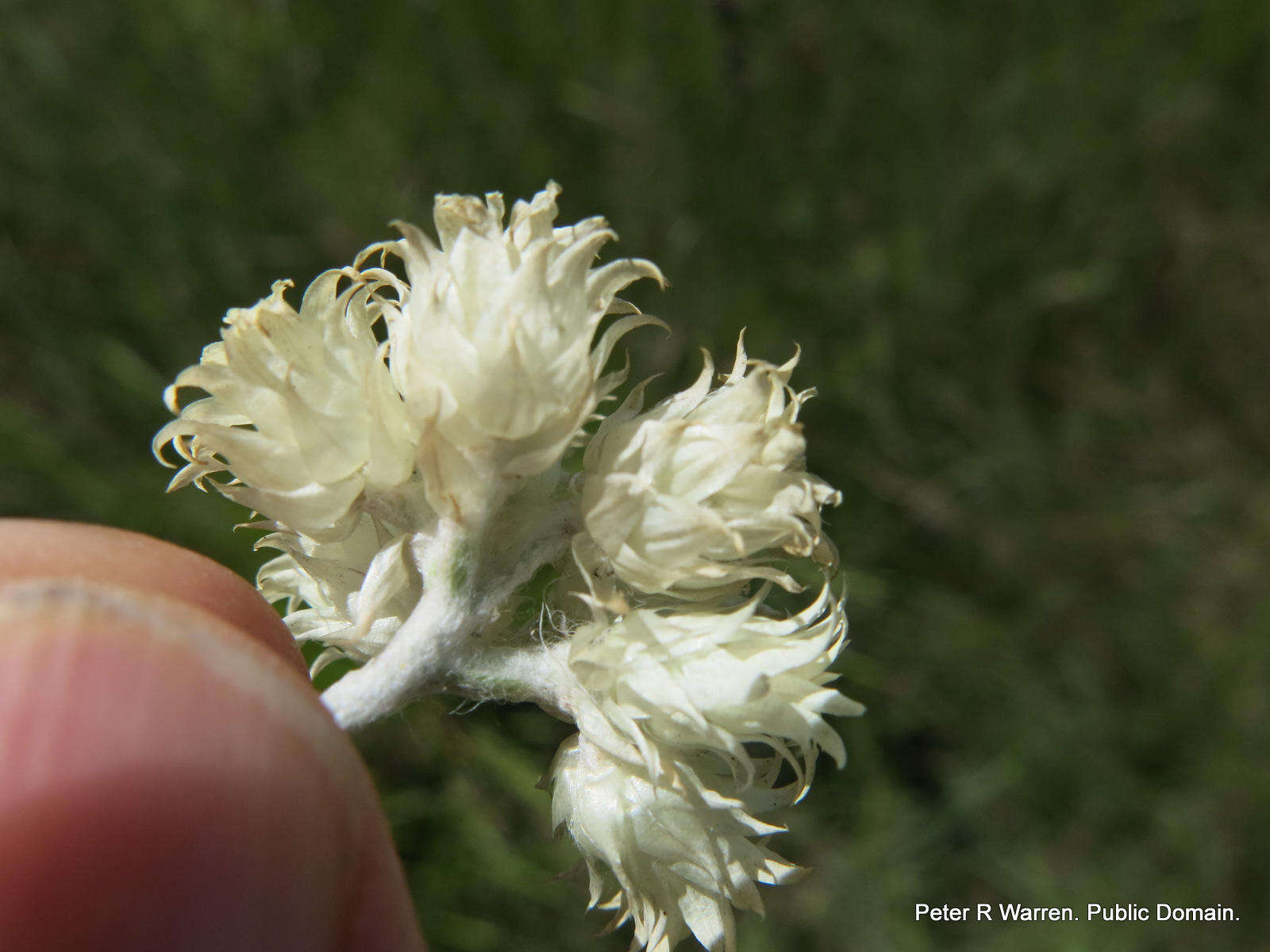 Image of Helichrysum mixtum var. mixtum