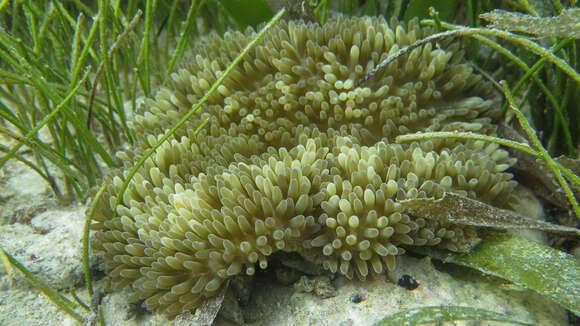 Image of Atlantic carpet anemone