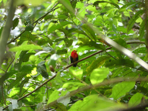 Слика од Pipra aureola aureola (Linnaeus 1758)