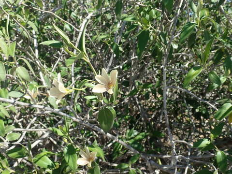 Image of Barleria puberula Benoist