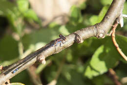 Image of Neotropical Bluet