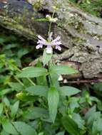 Image of Stachys hispida Pursh