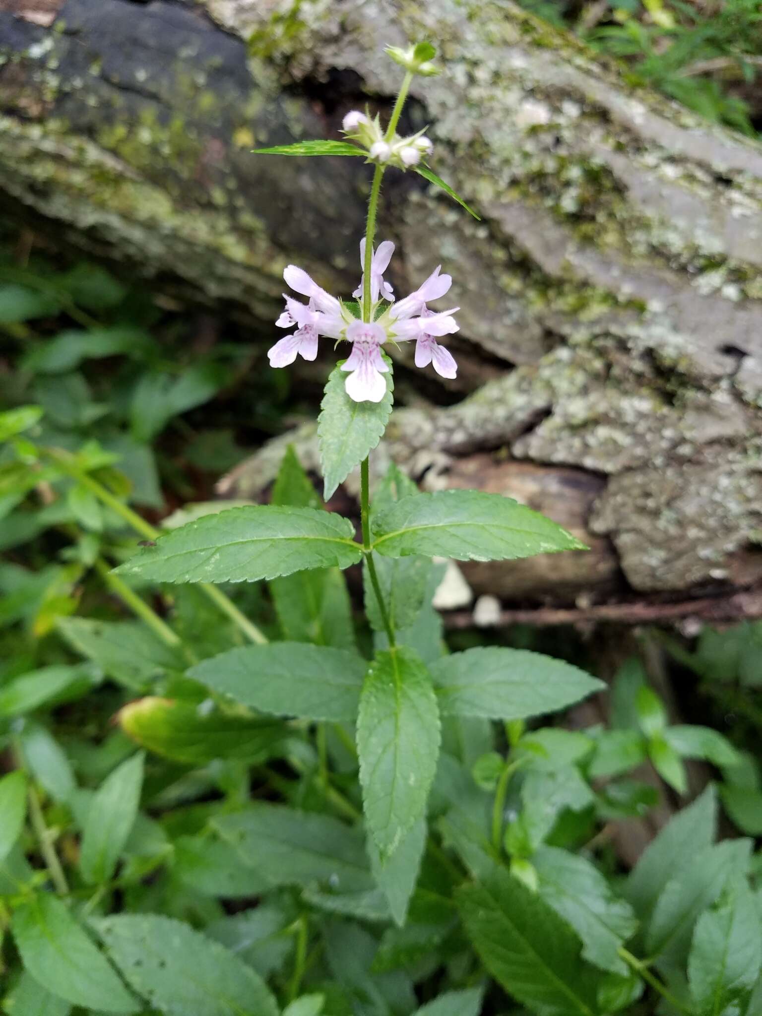 Image of Stachys hispida Pursh