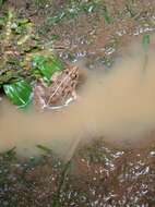 Image of Asian Brackish Frog