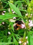 Image of Bombus flavescens Smith 1852