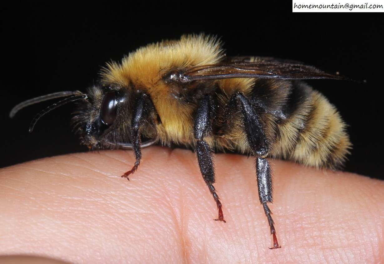 Image of Bombus koreanus (Skorikov 1933)