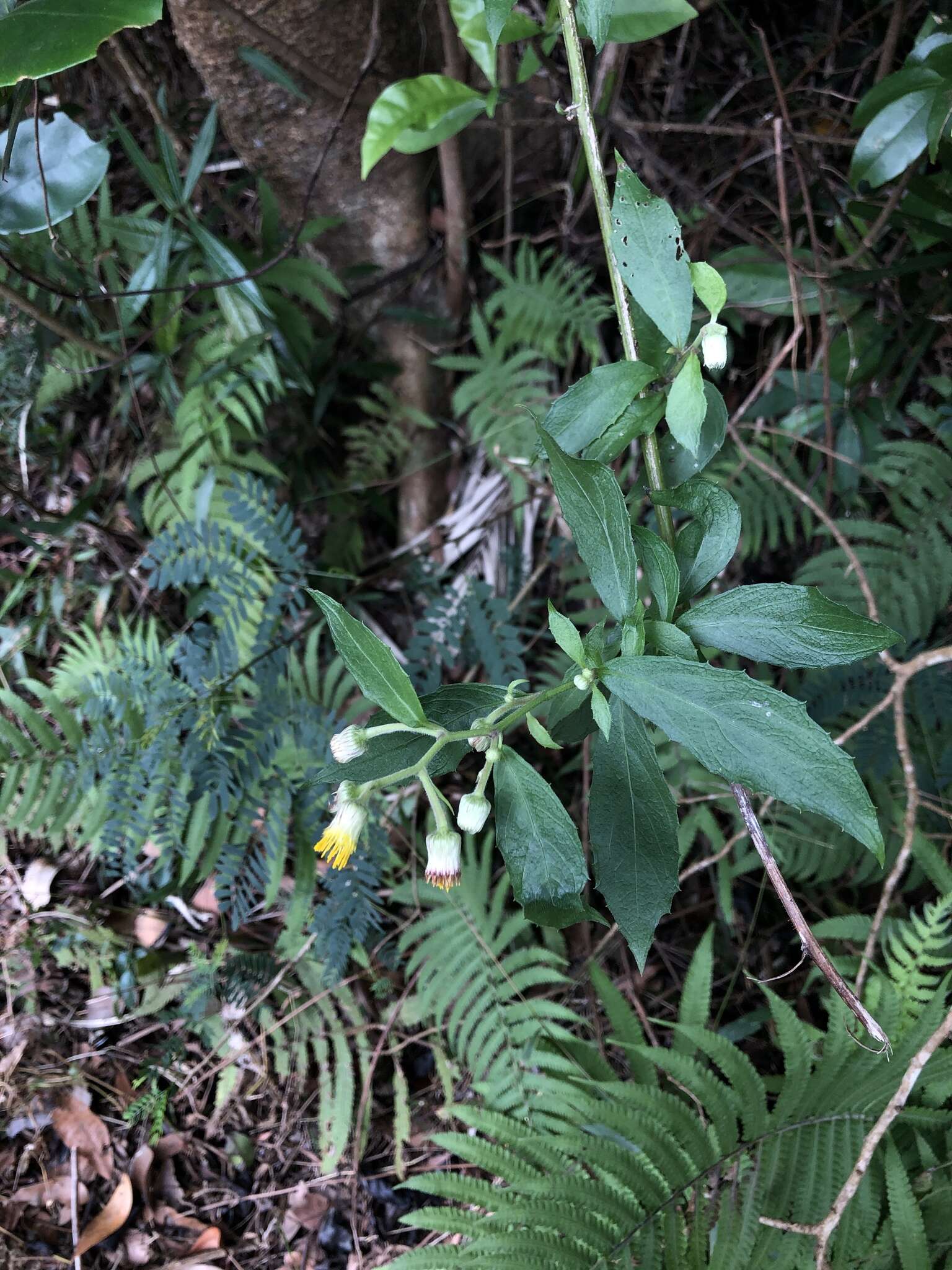 Sivun Blumea megacephala (Randeria) Ching & Tseng kuva
