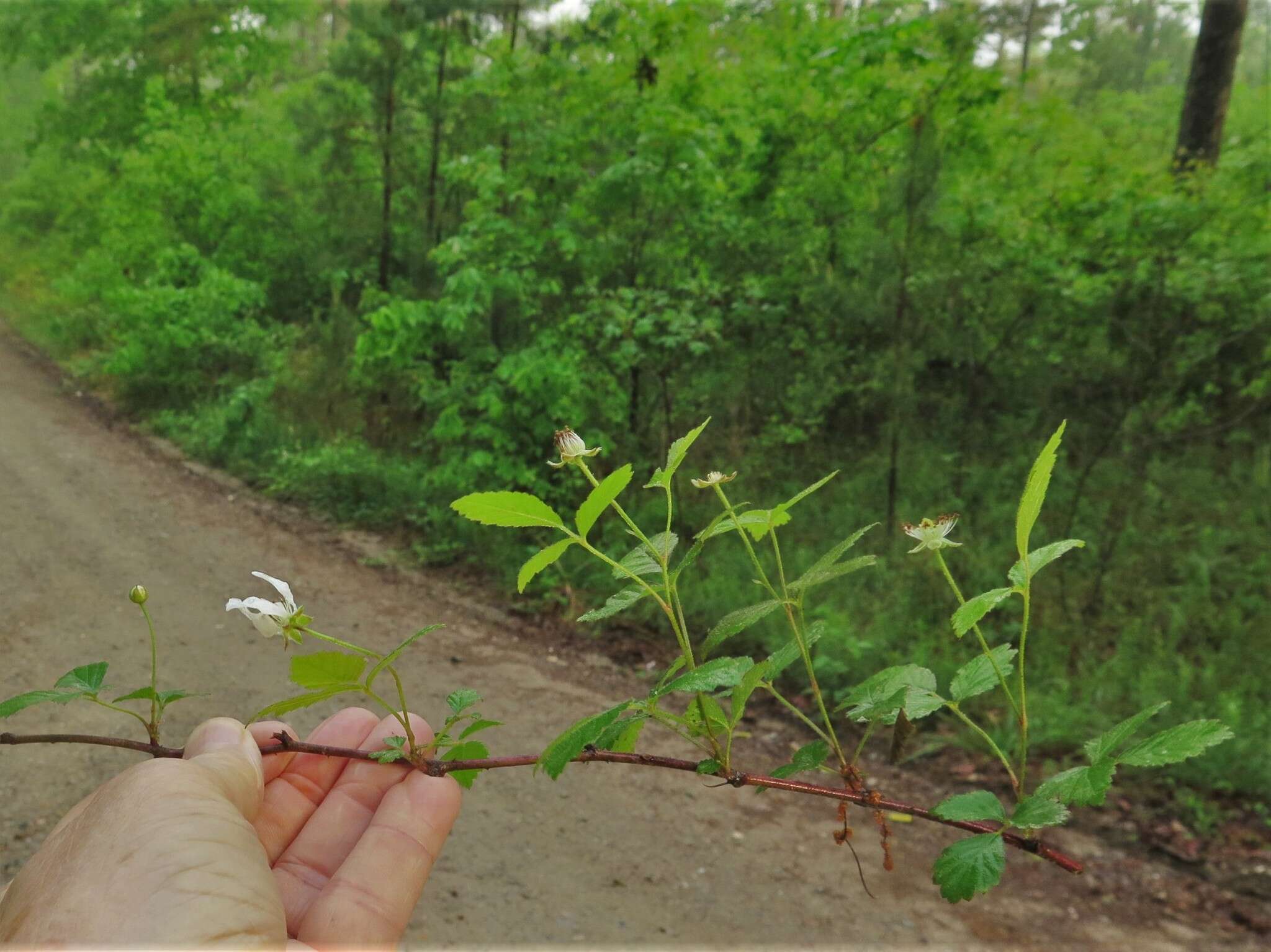 Image of northern dewberry