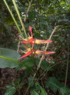 Image of Heliconia tortuosa Griggs