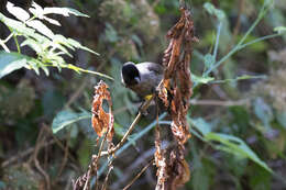 Atlapetes tibialis (Lawrence 1864) resmi