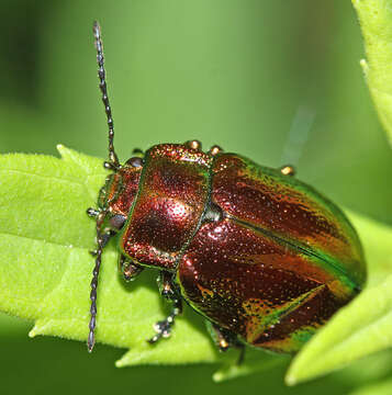 صورة <i>Chrysolina virgata</i>