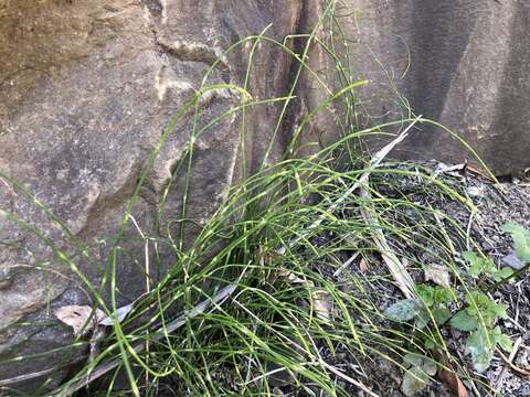 Image of Equisetum ramosissimum subsp. debile (Roxb. ex Vaucher) Hauke