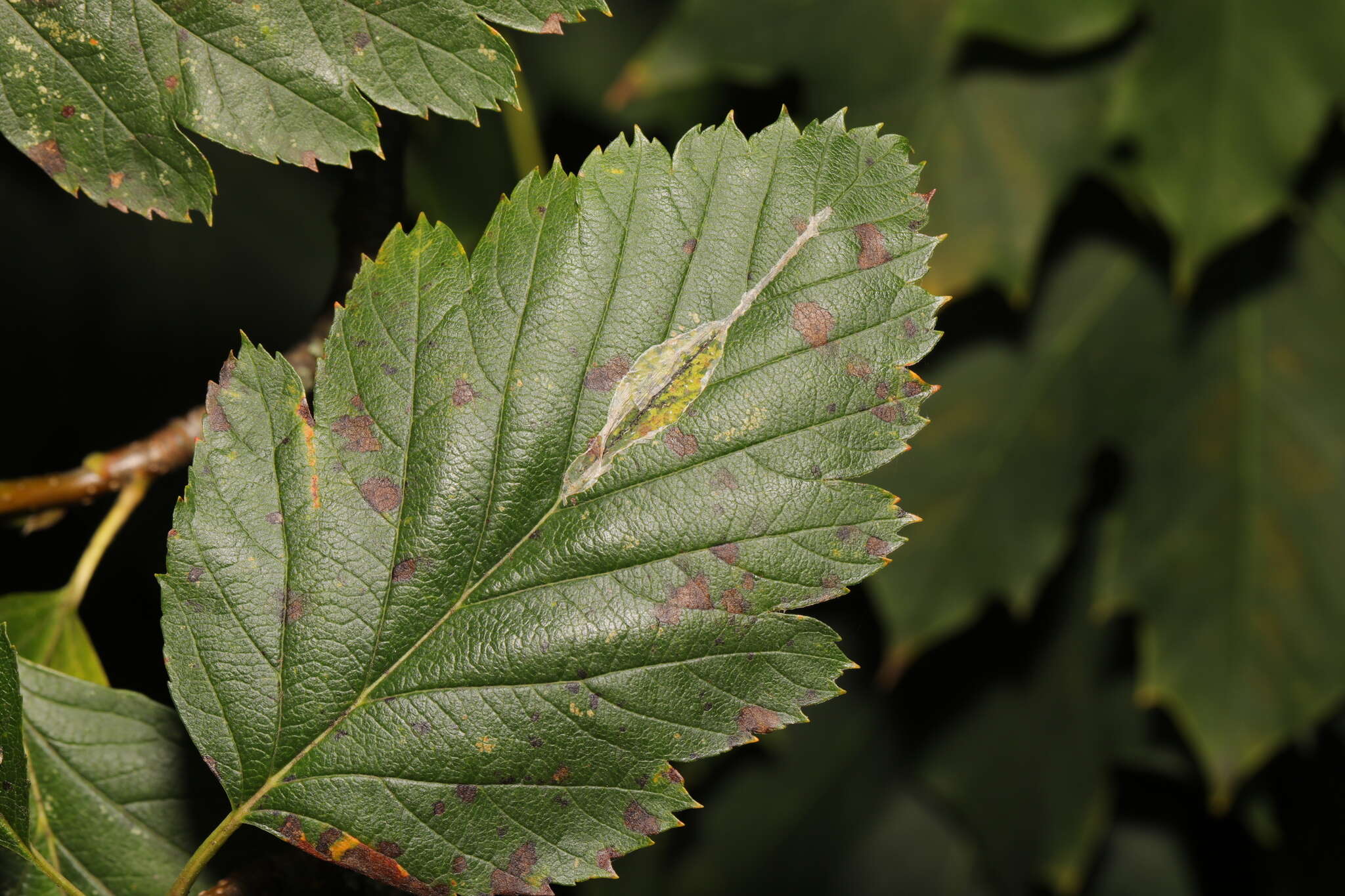 Image of Hawthorn Midget