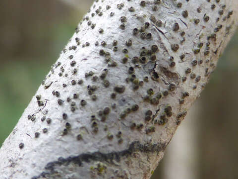 Image of gyrostomum lichen