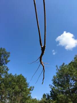 Слика од Streptanthus hyacinthoides Hook.