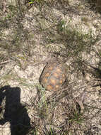 Image of (Florida) Gopher Tortoise