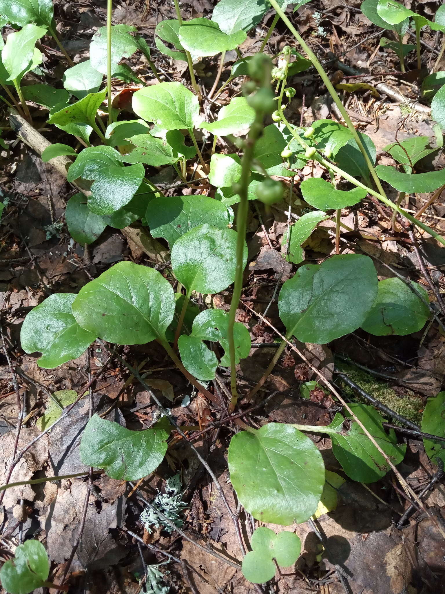 Image of Pyrola media Sw.