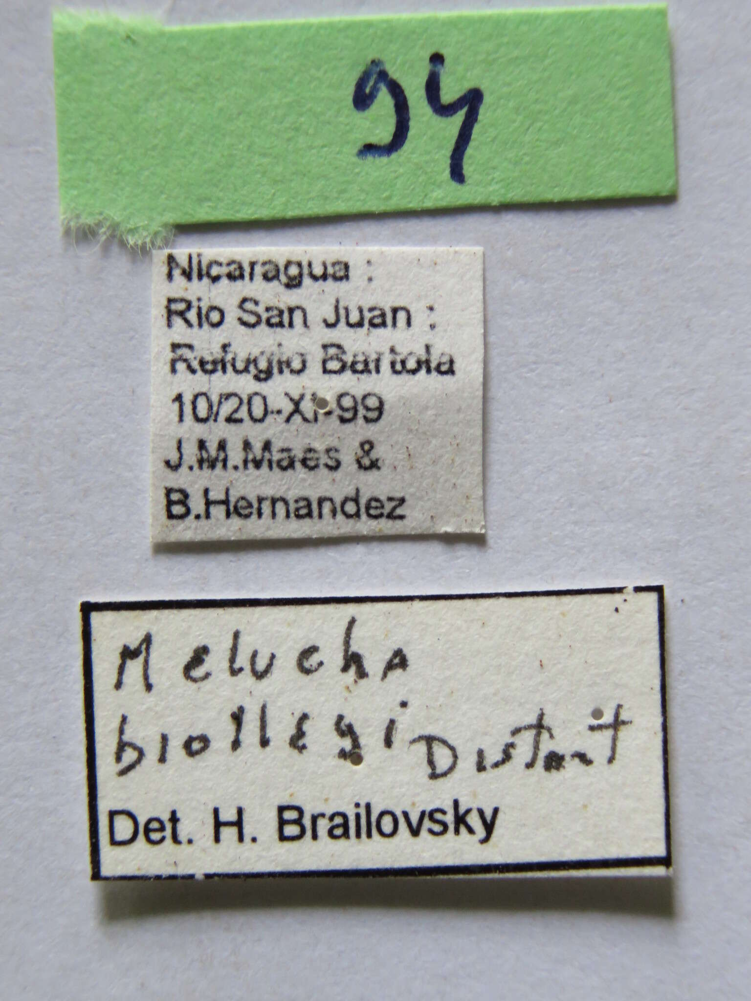 Image of Melucha biolleyi Distant 1900