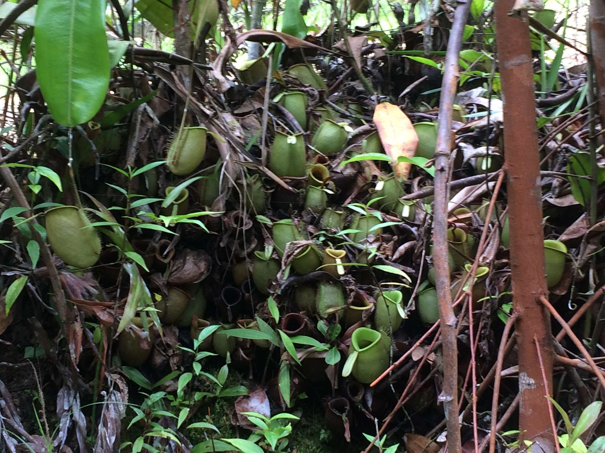 Image of Flask-Shaped Pitcher-Plant