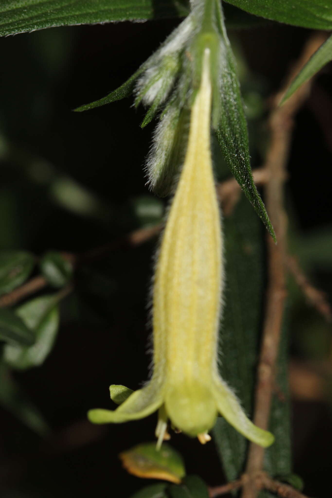 Lithospermum rzedowskii J. I. Cohen resmi