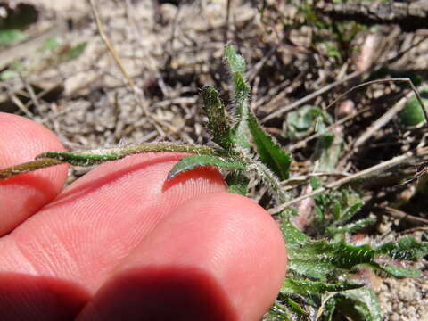 Image of Phyllopodium heterophyllum (L. fil.) Benth.